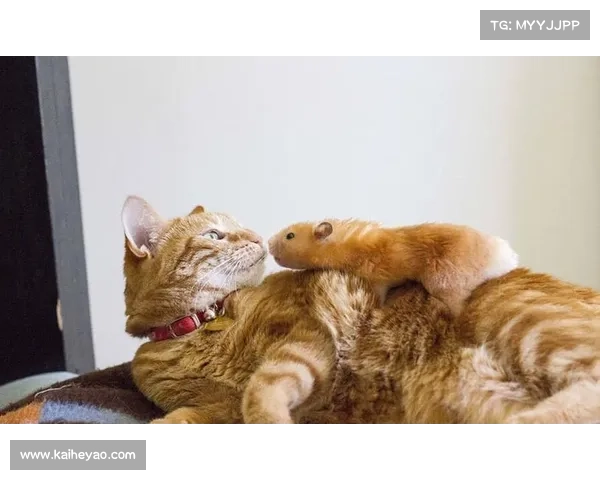 猫与鼠的守护:五个秘诀让你们的友谊长久无忧 猫与鼠的守护:五个秘诀让你们的友谊长久无忧